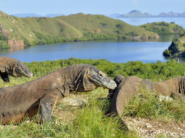 Tips Merencanakan Komodo Tour agar Liburan Makin Seru dan Aman
